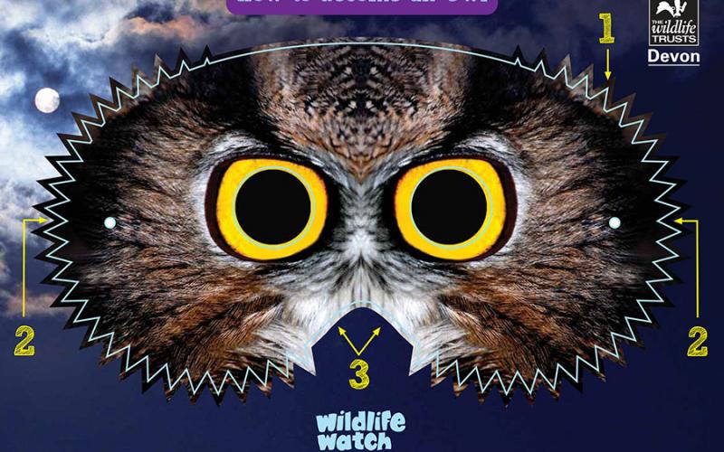 Devon Wildlife Trust, owl mask
