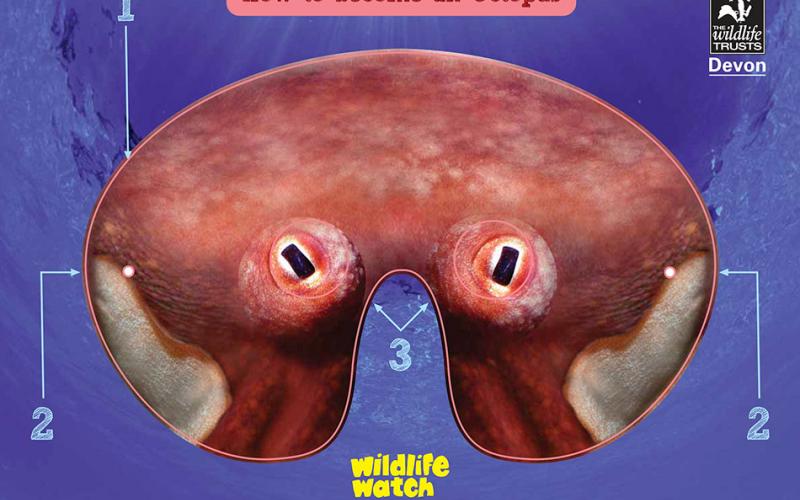 Devon Wildlife Trust, octopus mask
